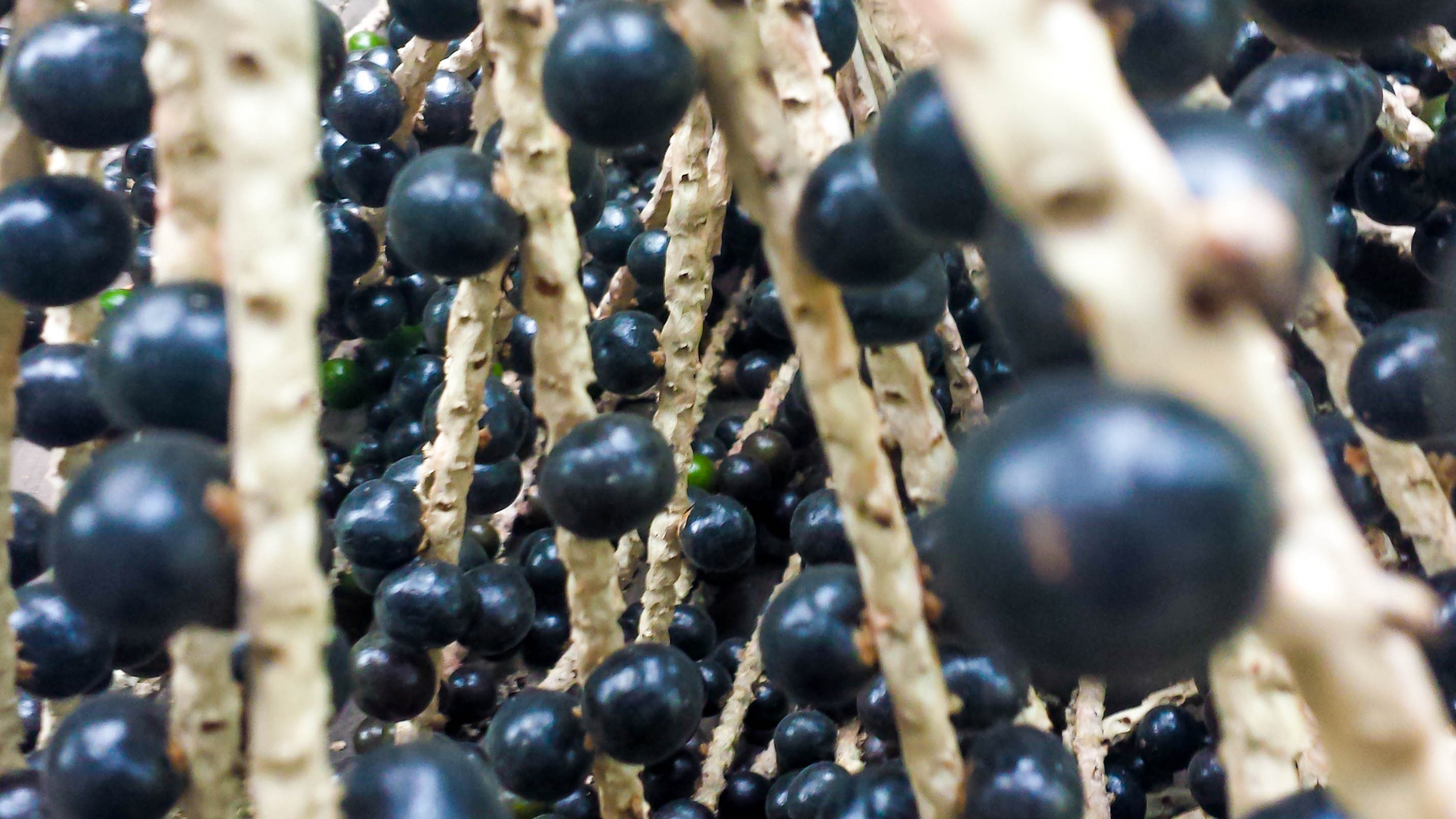 açaí guardiã