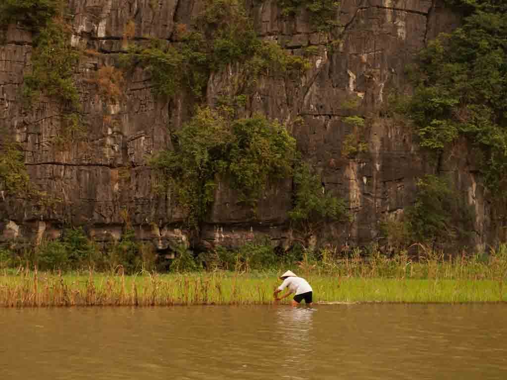 Montanhas e arroz, no Vietnã Montanhas e arroz, no Vietnã