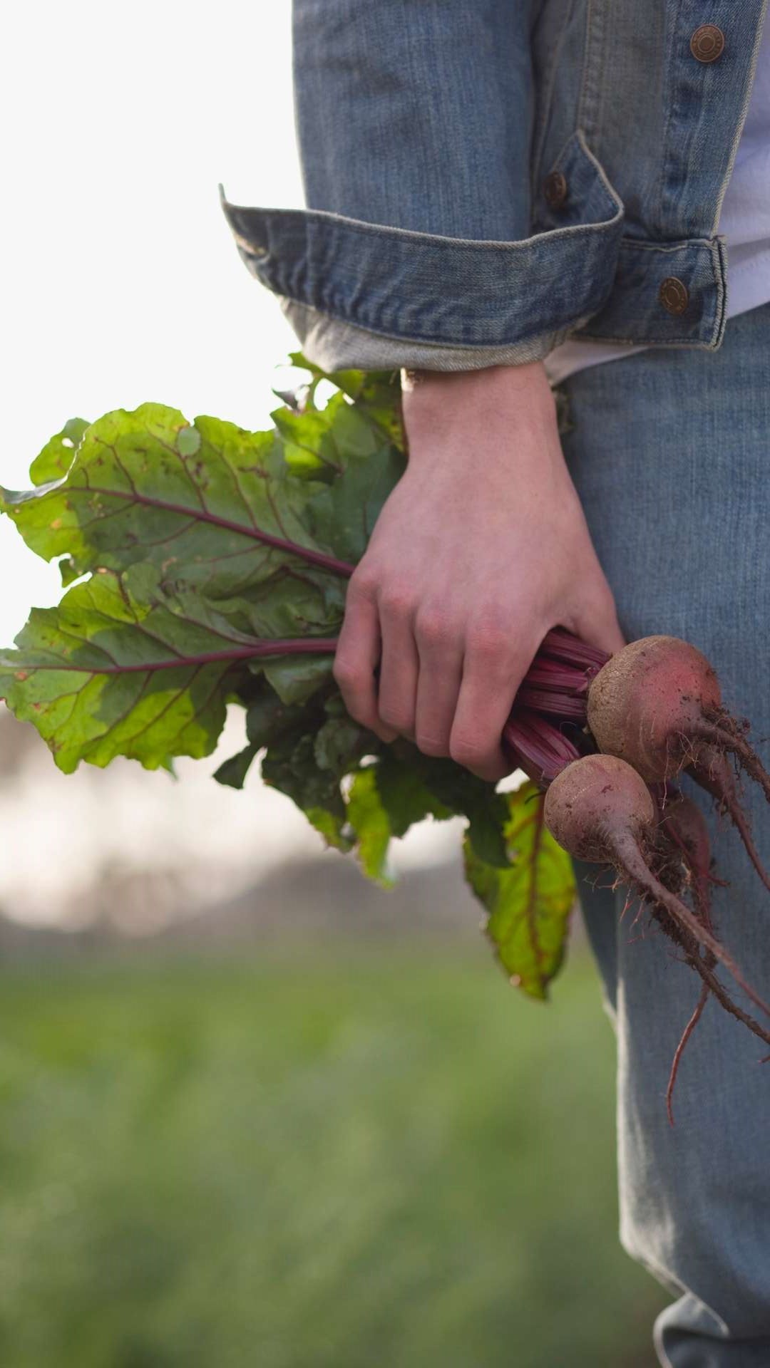 Beet, beterraba! Beet, beterraba!