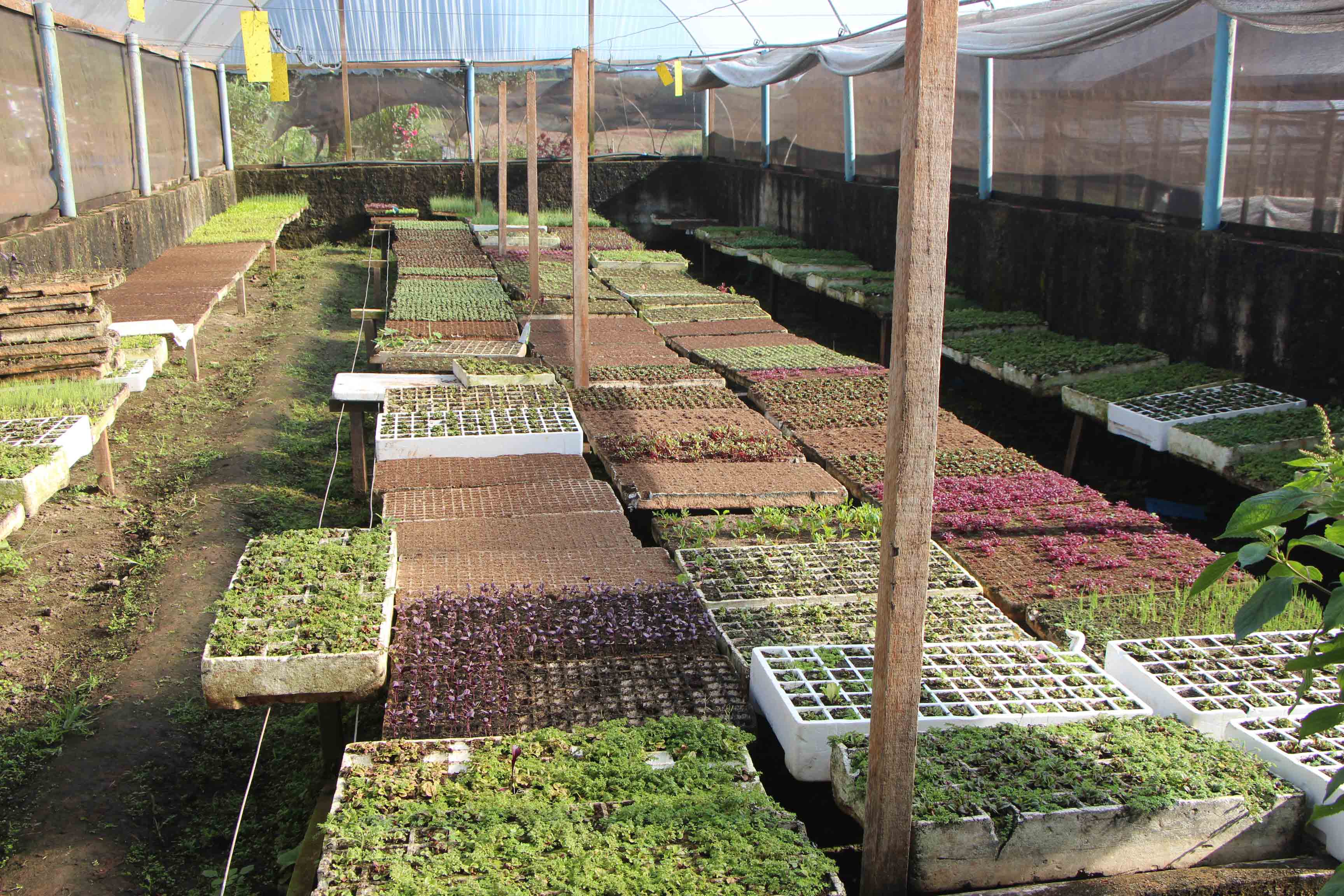 Estufa de brotos da Calusne Farms
