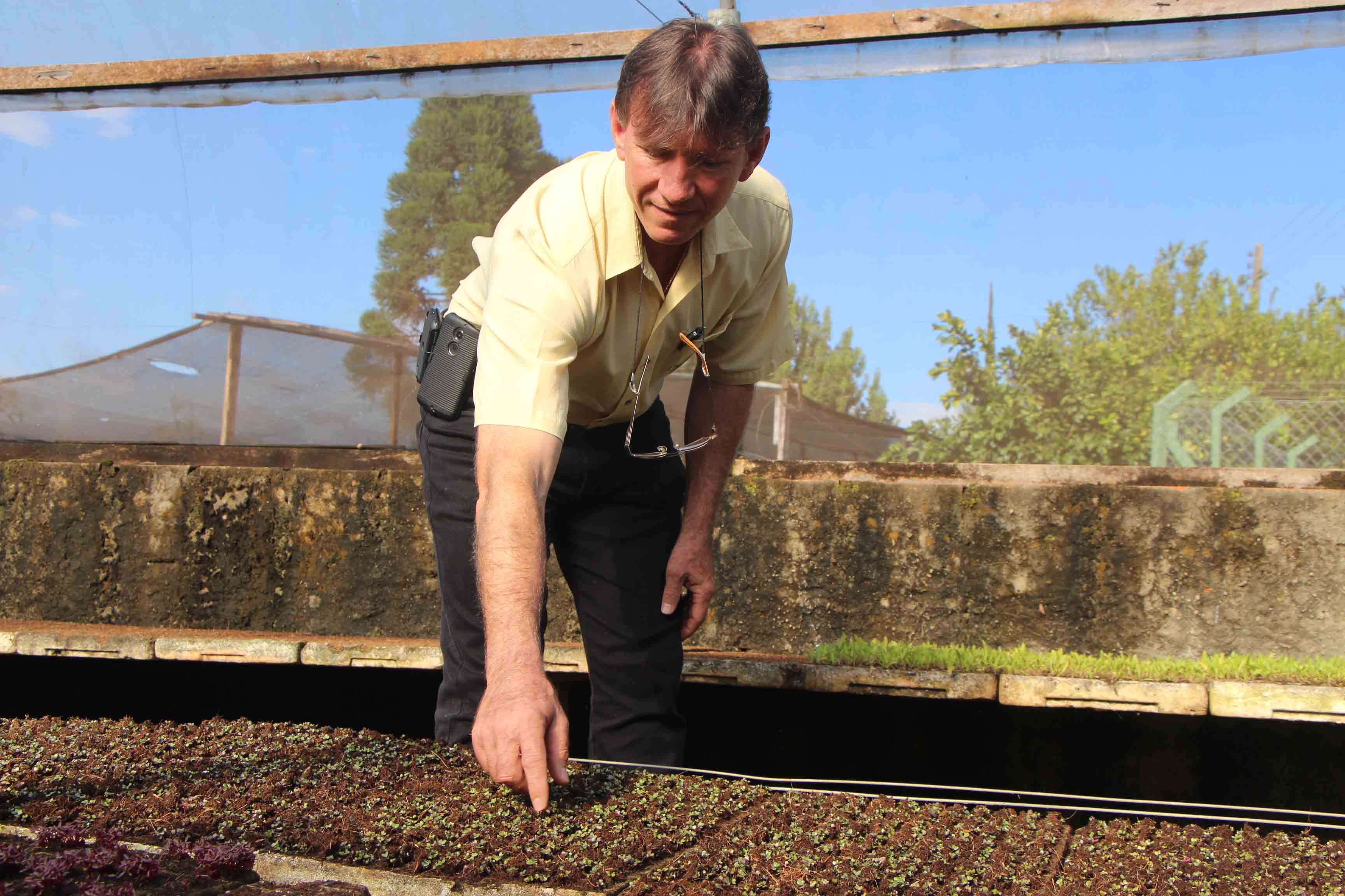 Sérgio Donófrio colhe brotos na Calusne Farms