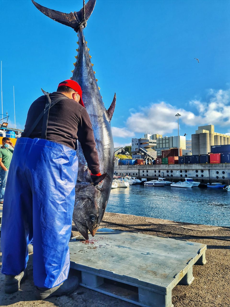 Atum: entre os peixes mais cobiçados do mundo, retirado das águas do mar na Ilha da Madeira 