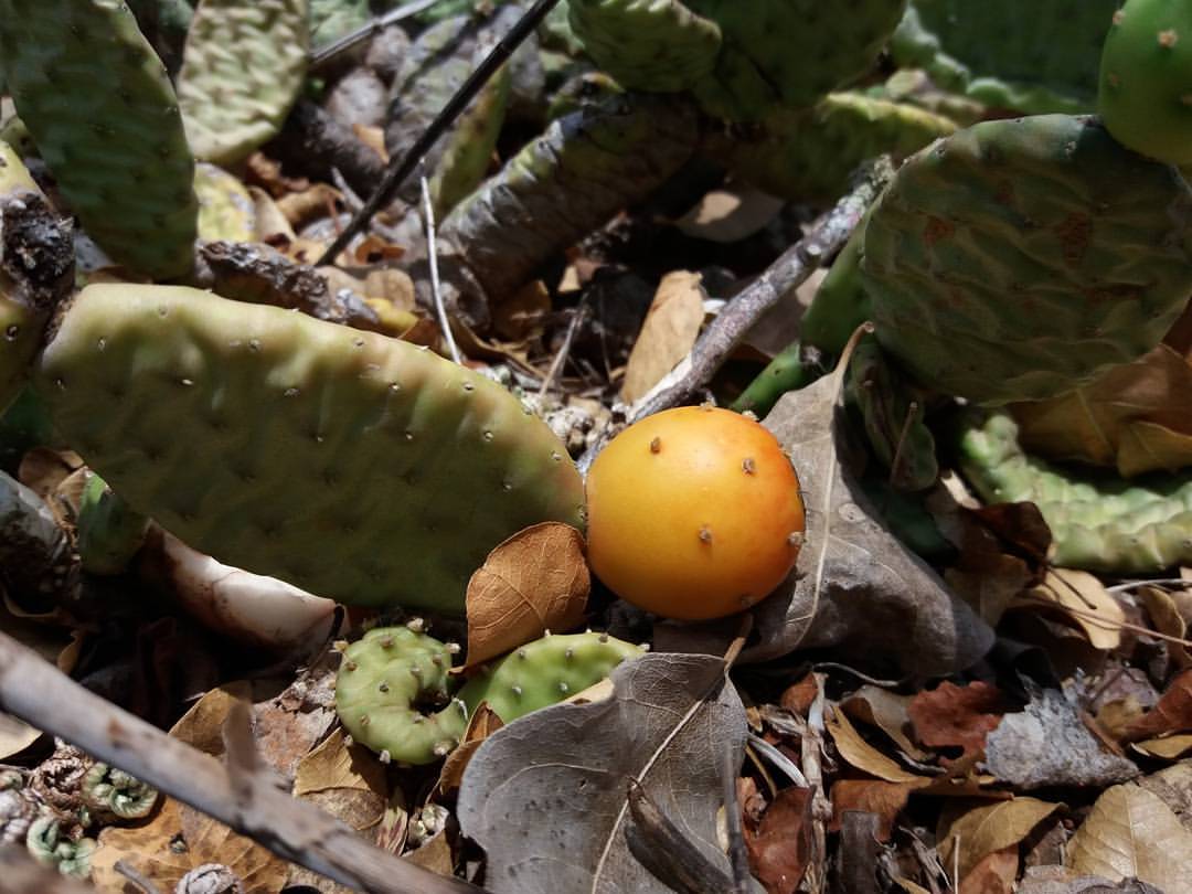 Cactáceas da caatinga estão na base da cozinha de Timóteo Domingos, de Sergipe. Fotos: arquivo pessoal/ divulgação